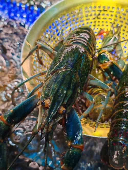 藍龍魚一條多少錢