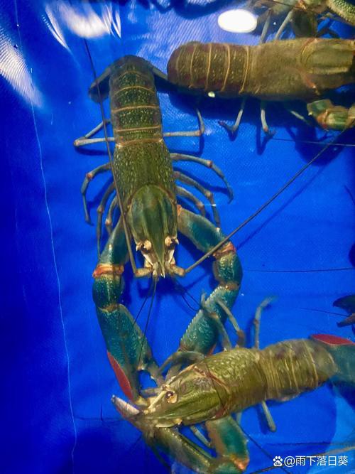 藍龍魚一條多少錢