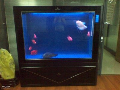 可麗愛魚缸怎么樣好用嗎視頻講解（可麗愛魚缸與其他品牌對比評測如何正確安裝可麗愛魚缸避免問題）