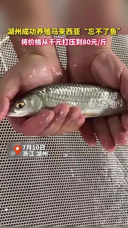 馬來西亞忘不了魚是什么魚