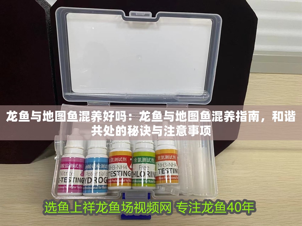 龍魚與地圖魚混養好嗎：龍魚與地圖魚混養指南，和諧共處的秘訣與注意事項