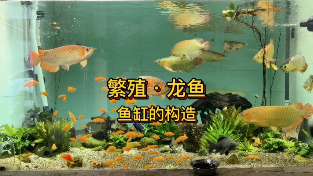 如何設置金龍魚繁殖水族箱