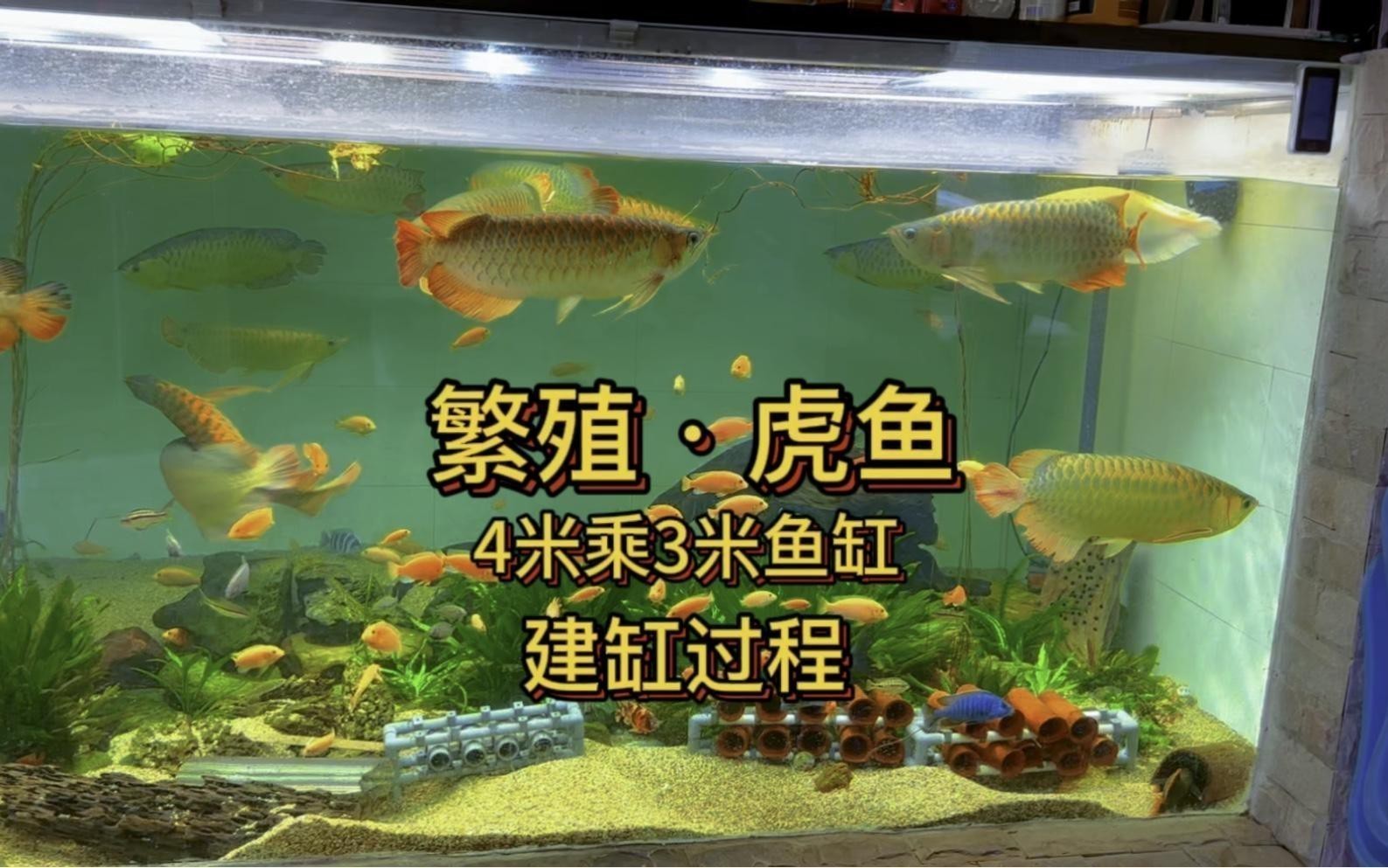 如何設置金龍魚繁殖水族箱