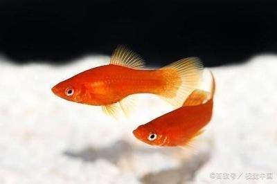 龍魚可以用維生素c嗎：維生素c對龍魚有哪些益處？