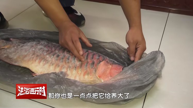2023長城杯龍魚大賽死魚事件