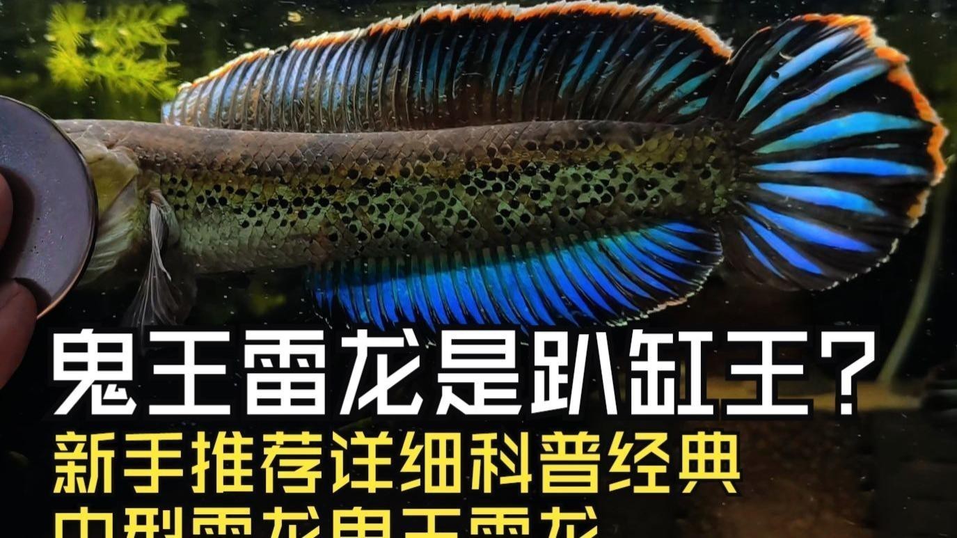 如何判斷鬼王雷龍魚的品質？