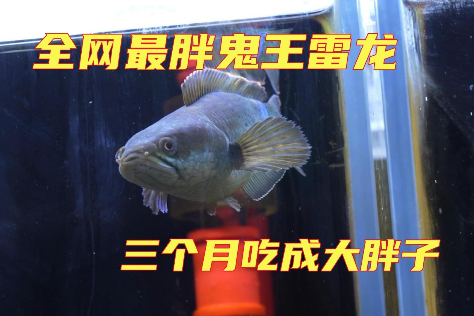 如何判斷鬼王雷龍魚的品質？