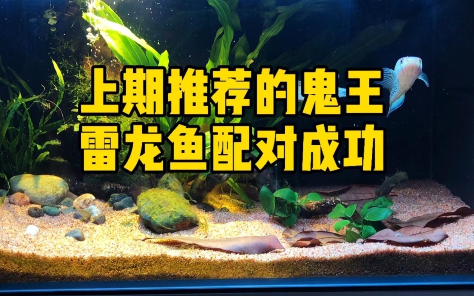 如何判斷鬼王雷龍魚的品質？