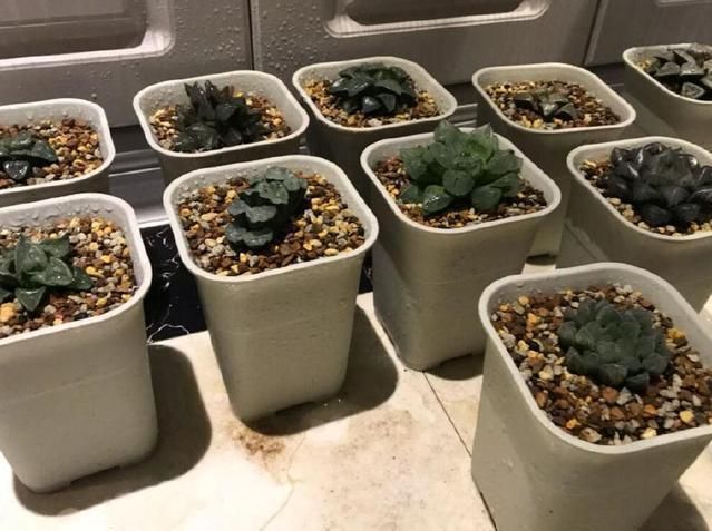 龍魚甲硝銼用三天有效果嗎：甲硝唑在治療龍魚疾病時，使用三天的效果