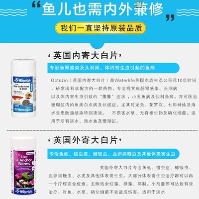 龍魚掉了一片鱗要升溫加鹽嗎：龍魚吃了大白片會怎么樣