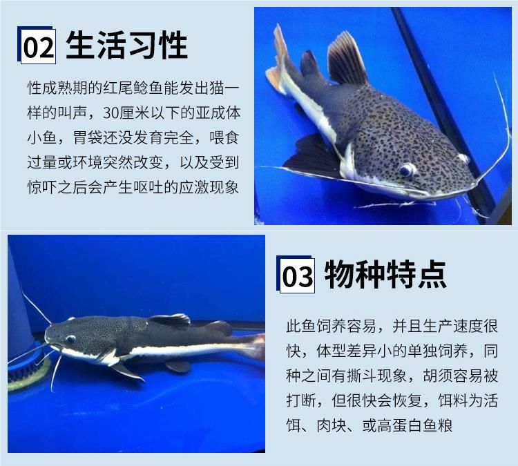 龍魚的配魚有哪些種類：適合與龍魚混養(yǎng)的魚類