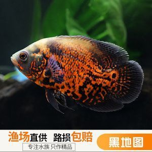 龍魚的配魚有哪些種類：適合與龍魚混養(yǎng)的魚類