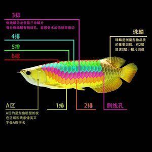 各種龍魚價格對比圖：不同品種龍魚價格對比圖