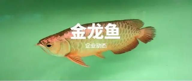 金龍魚的歷史（金龍魚品牌的歷史）