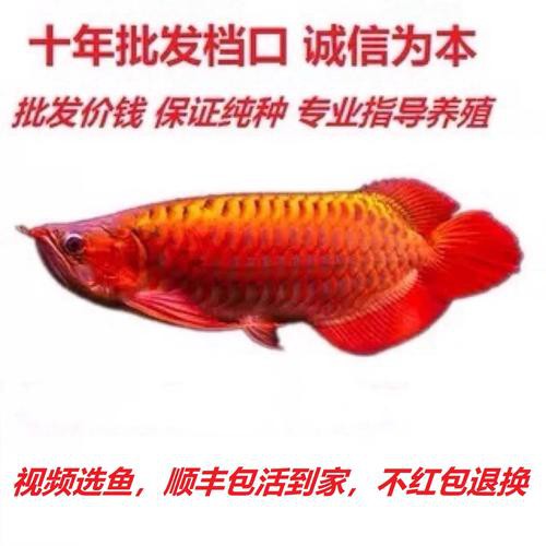 最便宜的紅龍魚苗價格圖片大全集