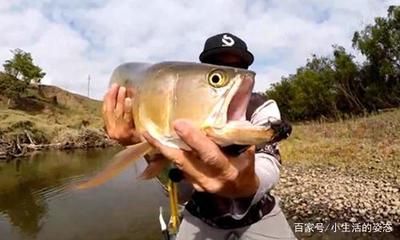 龍魚價格走勢分析（龍魚價格會繼續下降嗎？）