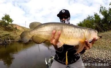 龍魚價格走勢分析（龍魚價格會繼續下降嗎？）