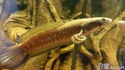 野生雷龍魚(yú)怎么養(yǎng)才能活：野生雷龍魚(yú)怎么養(yǎng)才能活，
