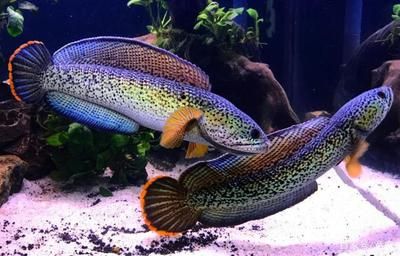 野生雷龍魚(yú)怎么養(yǎng)才能活：野生雷龍魚(yú)怎么養(yǎng)才能活，