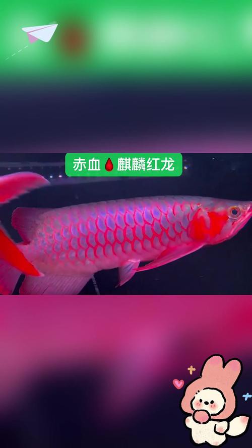 小紅龍魚價格多少錢一條圖片