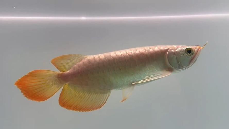 小紅龍魚價格多少錢一條圖片