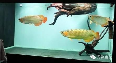 龍魚配什么清理缸的魚（如何選擇與龍魚搭配的清理缸的魚）