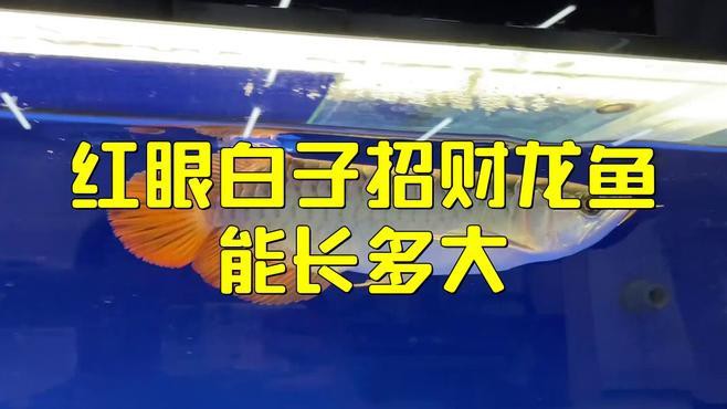 白子招財龍能長多大？