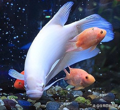 招財貓龍魚