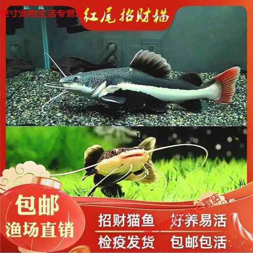 招財貓龍魚