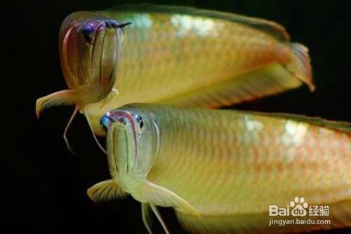 如何預(yù)防銀龍魚(yú)疾病：銀龍魚(yú)養(yǎng)殖過(guò)程中可能會(huì)面臨各種健康問(wèn)題的一些建議