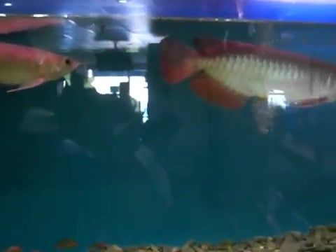 龍魚打架后不開口趴缸，如何判斷龍魚趴缸的疾病癥狀有哪些