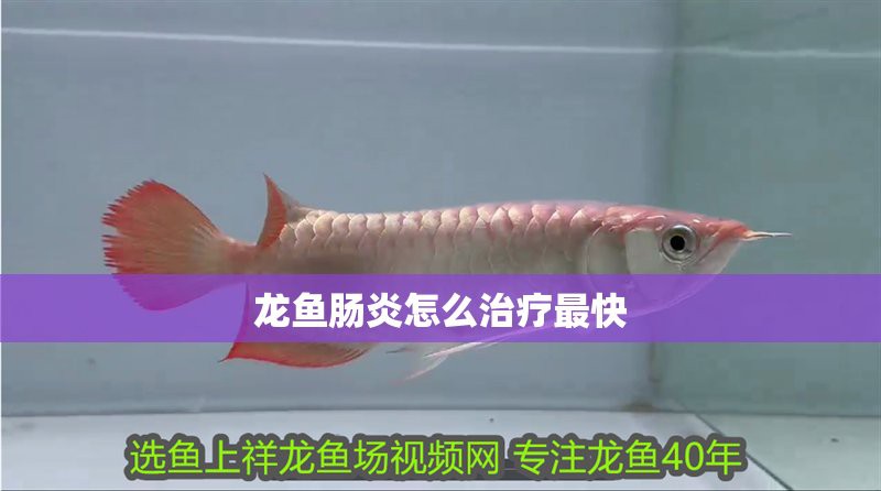 龍魚壽命一般有多長？
