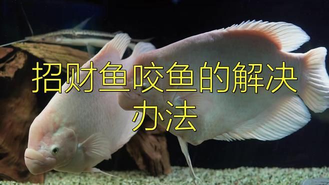 如何減少招財魚對龍魚的騷擾？