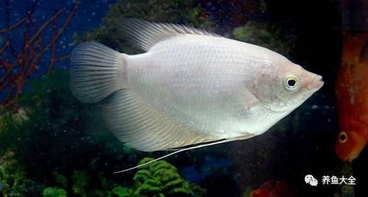 如何減少招財魚對龍魚的騷擾？