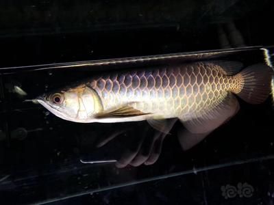 古典龍魚是什么品種（龍魚品種及龍魚常見品種介紹【龍魚品種介紹）