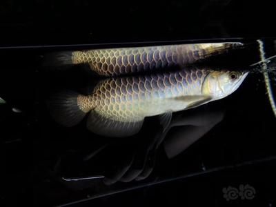 古典龍魚是什么品種（龍魚品種及龍魚常見品種介紹【龍魚品種介紹）