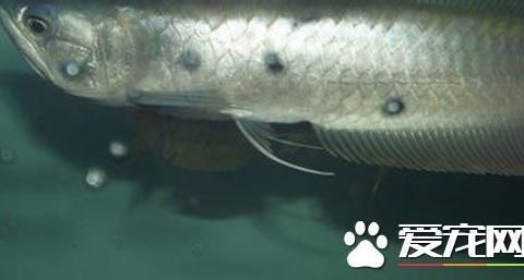 銀龍魚苗夜間照明建議：如何設置魚缸日夜循環燈，銀龍魚苗適宜光照強度