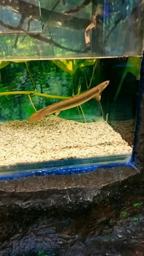 金龍魚的圖片看奇奇龍魚看