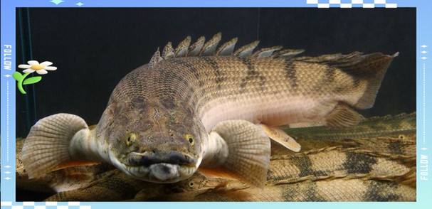 金龍魚的圖片看奇奇龍魚看