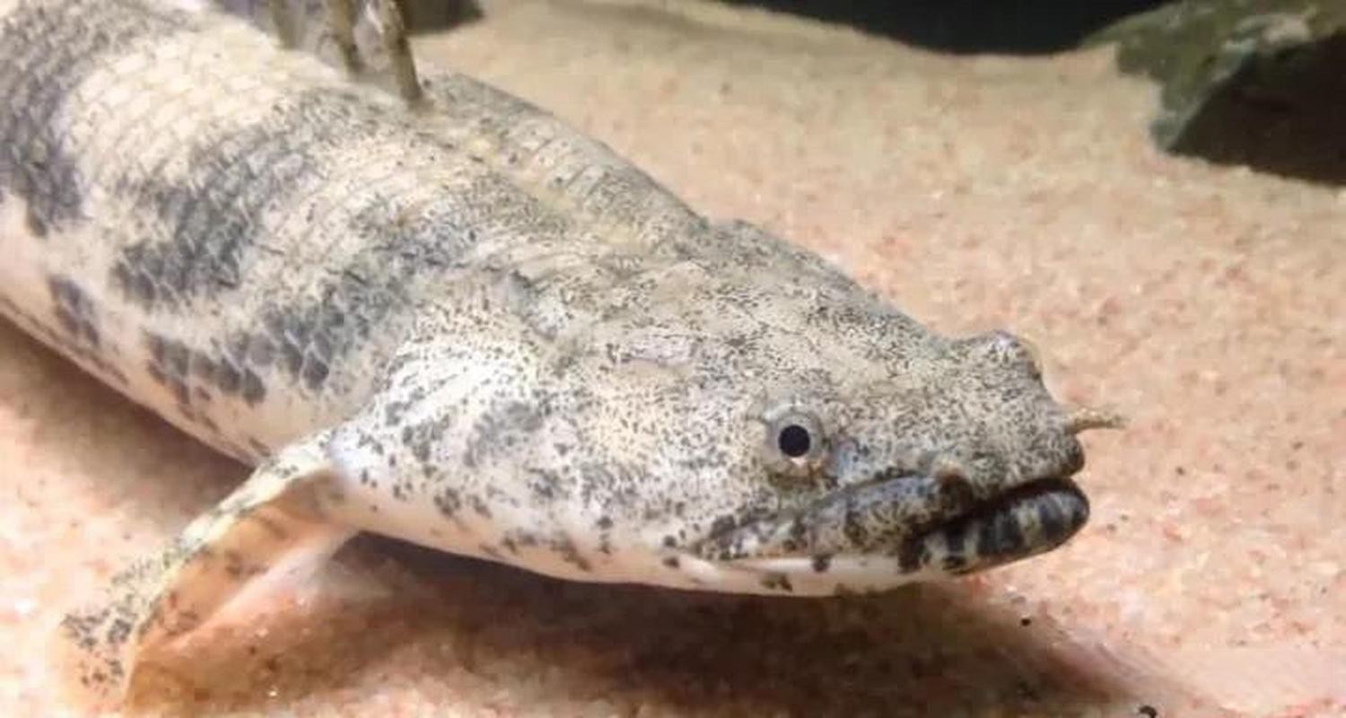 金龍魚的圖片看奇奇龍魚看