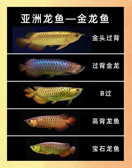 金龍魚的圖片看奇奇龍魚看