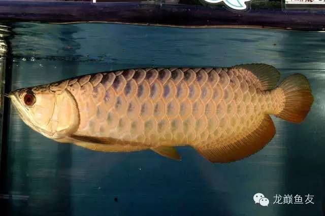 過背金龍魚吃什么：過背金龍魚的飲食習(xí)性