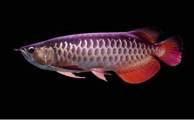 怎么讓龍魚發色更好：如何讓龍魚發色更好