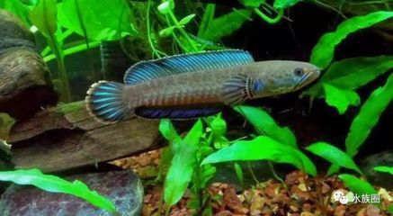 雷龍魚繁殖技術要點：雷龍魚的繁殖技術