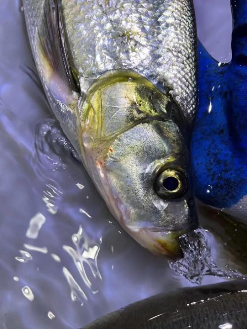 金龍魚翹嘴圖片大全欣賞圖
