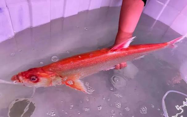 金龍魚翹嘴圖片大全欣賞圖