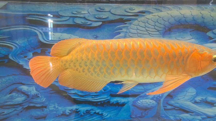 金龍魚翹嘴圖片大全欣賞圖