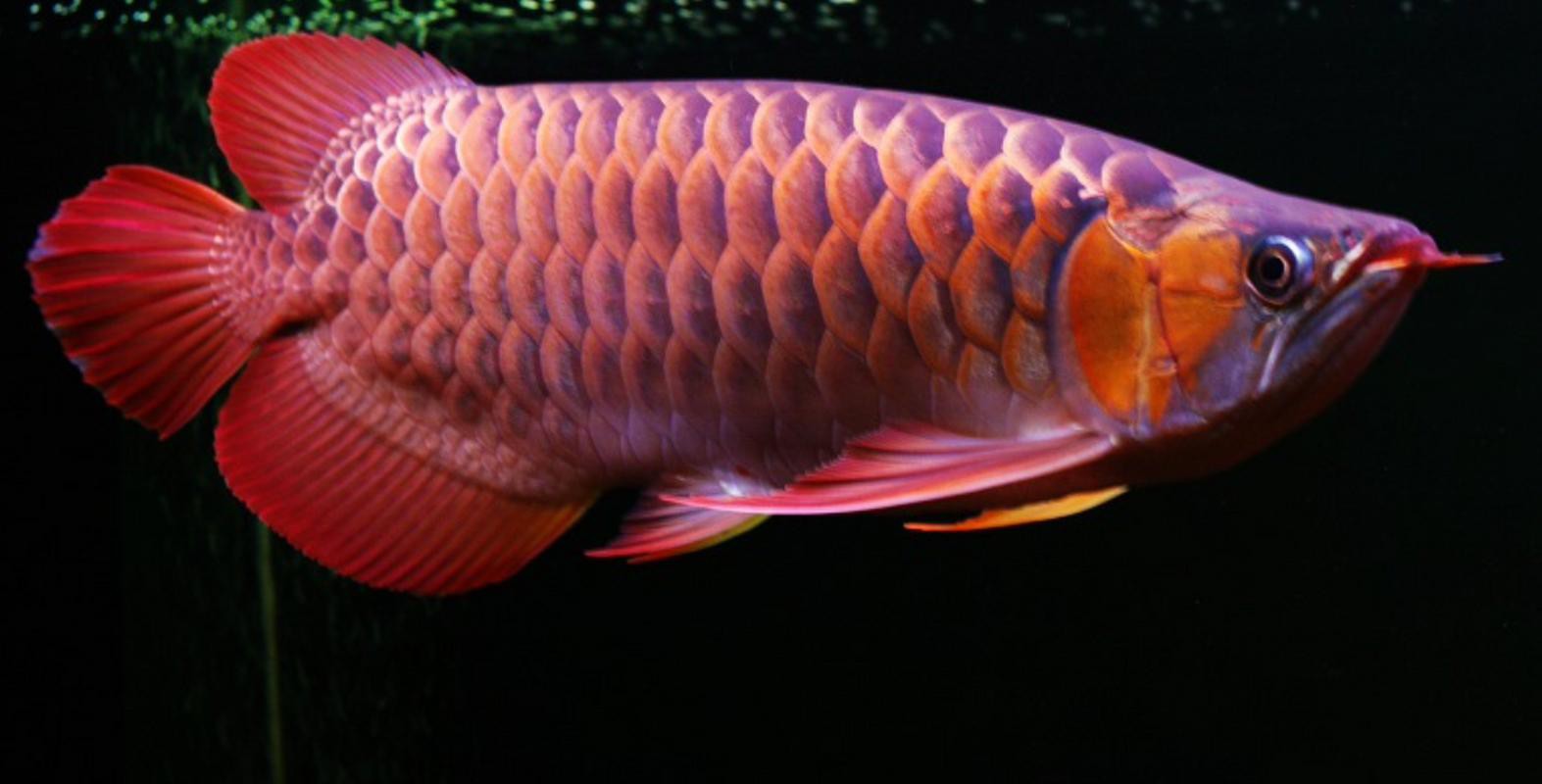 金龍魚翹嘴圖片大全欣賞圖