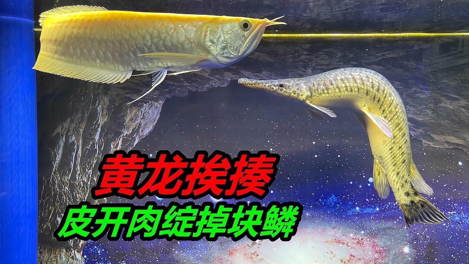 被銀龍魚(yú)咬了有事嗎