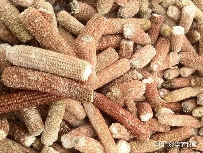 龍魚(yú)飼料推薦知乎大全：龍魚(yú)飼料品牌性?xún)r(jià)比排行